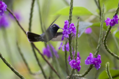 Violet-headed hummingbird