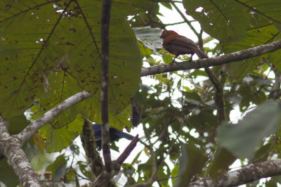 Andean Cock of the Rock