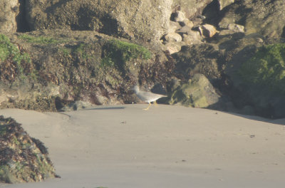 Wandering Tattler