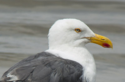 Yellow-footed Gull 