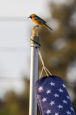 Hooded Oriole