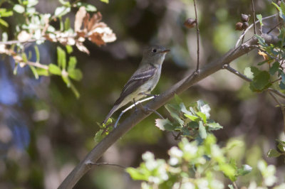 Dusky Flycatcher