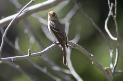 Pacific-slope Flycatcher