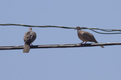 Spotted Doves