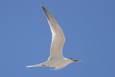 Elegant Tern