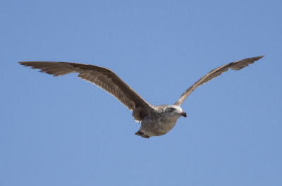 Western Gull