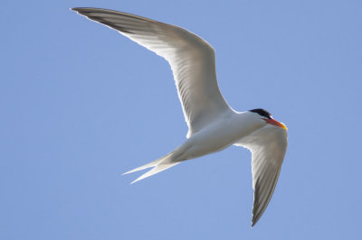 Elegant Tern