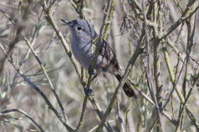 California Gnatcatcher