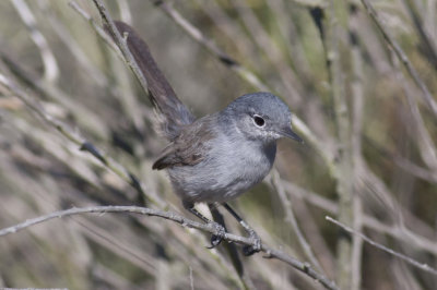 California Gnatcatcher