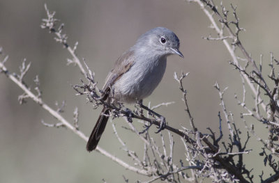 California Gnatcatcher