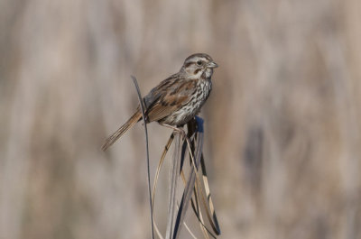 Song Sparrow