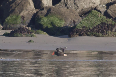 Black Oystercatchers