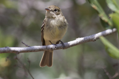 Pacific-slope Flycatcher