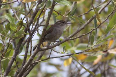 Bewick's Wren