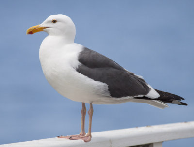 Western Gull