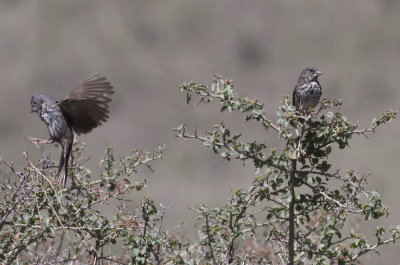 Thick-billed Fox Sparrows