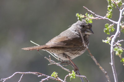 Thick-billed Fox Sparrow