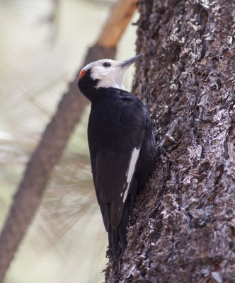 White-headed Woodpecker