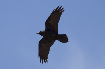 _Common Raven