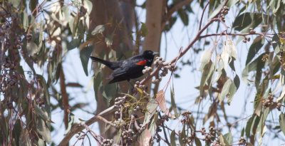 'Bicolored' Red-winged  Blackbird