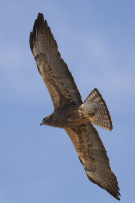 Swainson's Hawk