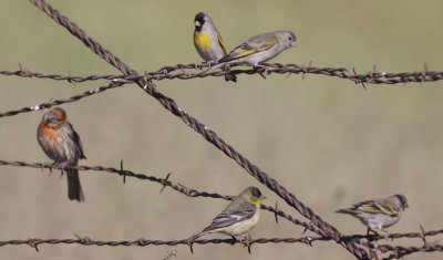 Lawrence's Goldfinches & single House Finch & Lesser Goldfinch