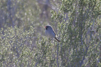 Black-chinned Sparrow