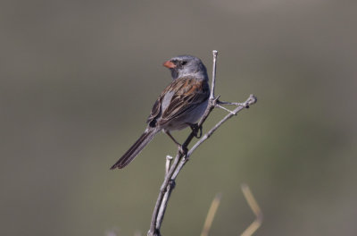 Black-chinned Sparrow