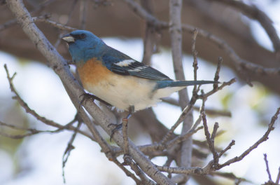 Lazuli Bunting