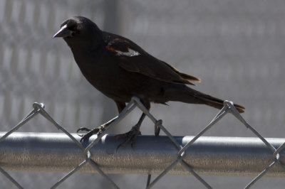 Tricolored Blackbird