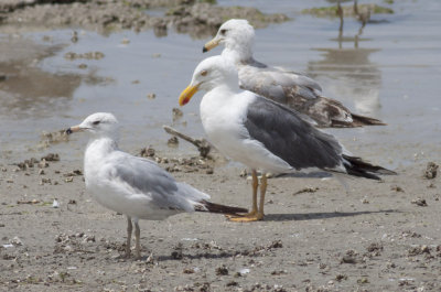 Ring-billed, Yellow-footed & California Gulls