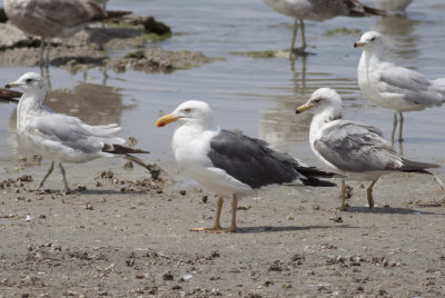 Ring-billed, Yellow-footed & California Gulls