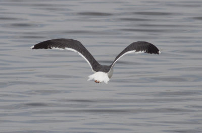 Yellow-footed Gull