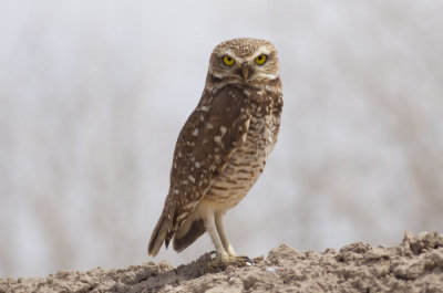 Burrowing Owl