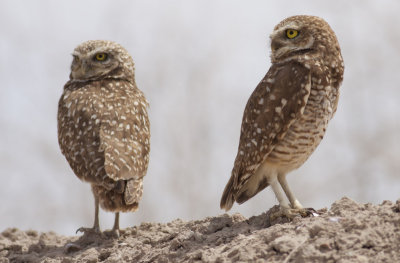 Burrowing Owls