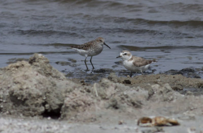 Western Sandpiper & Snowy Plover