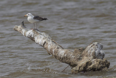 Western Gull