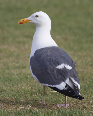 Western Gull