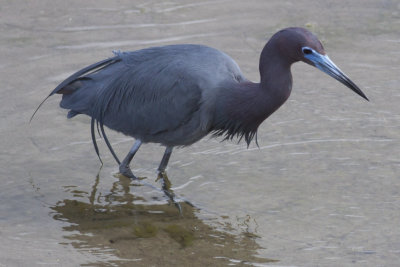 Little Blue Heron