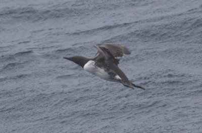 Common Murre