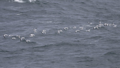 Sabine's Gulls