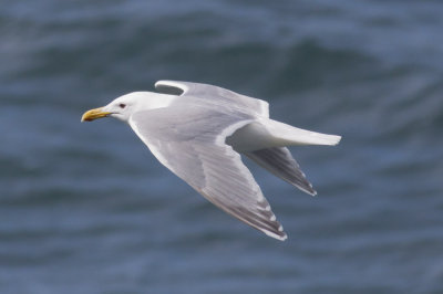 Olympic Gull (Glacous-winged x Western)