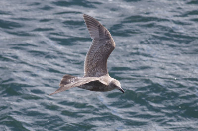 Olympic Gull (Glacous-winged x Western)