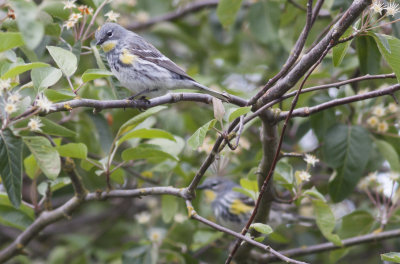 (Audubon's) Yellow-rumped  Warblers