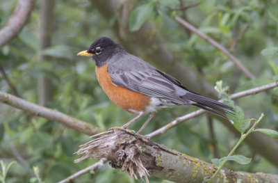 American Robin