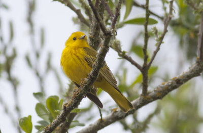 Yellow Warbler
