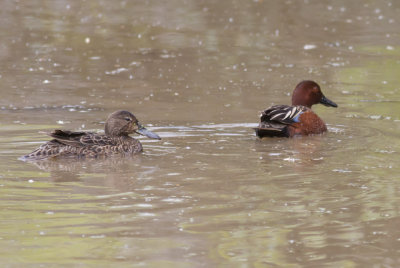 Cinnamon Teal
