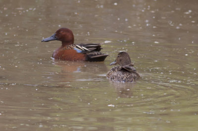 Cinnamon Teal