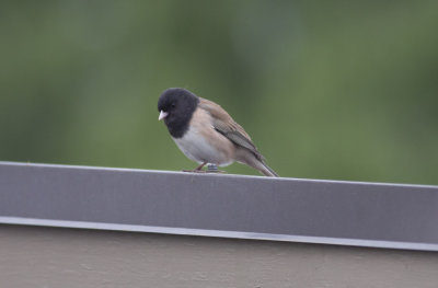 (Oregon) Dark-eyed  Junco