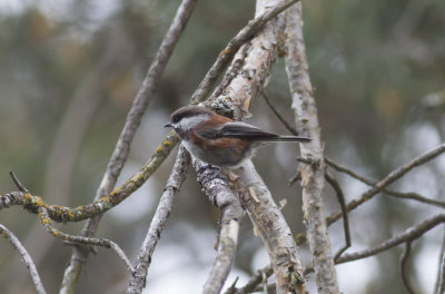 Chestnut-backed Chickadee